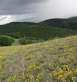 Голо бърдо (планина)