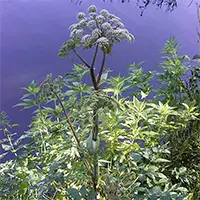 Горска пищялка