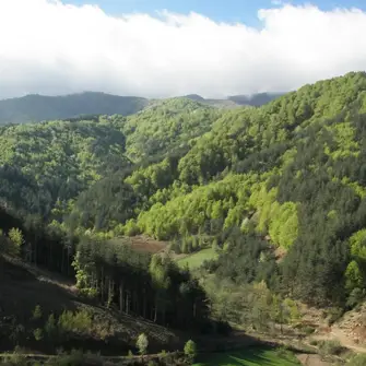 Гюмюрджински снежник