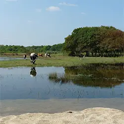 Долното течение на река Велека