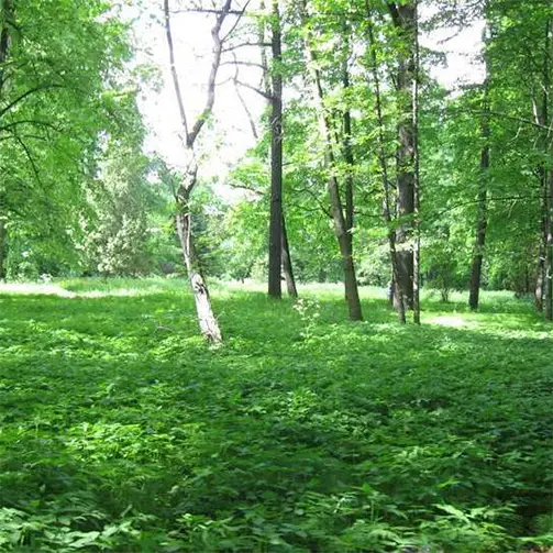 Елховско поле