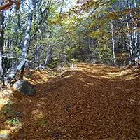 Есен в Лозенската планина