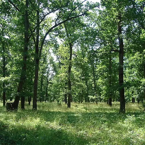 Камчийска планина