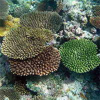 Коралови рифове на Малдивите