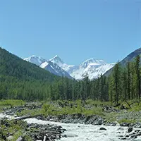 Пример за тайга в Алтайските планини