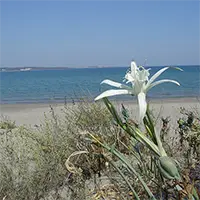 Пясъчна лилия