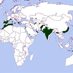 Разпространение Ястребов орел