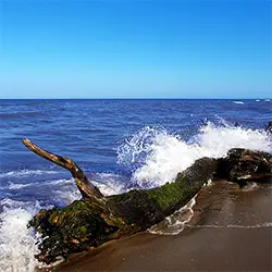 Устието на Река Камчия