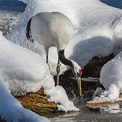 Японски жерав