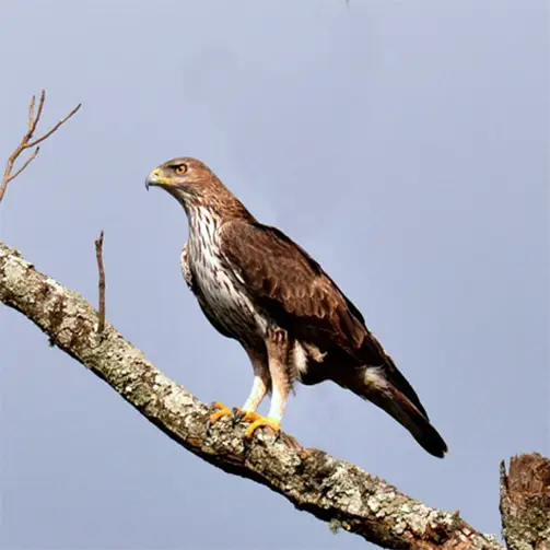 Ястребов орел