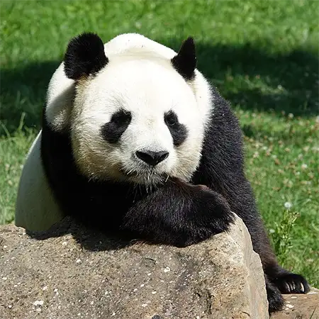 Панда