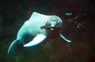 Амазонски речен делфин