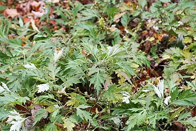 Горски пелин