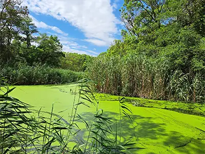 Батова река