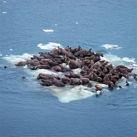 Берингово море