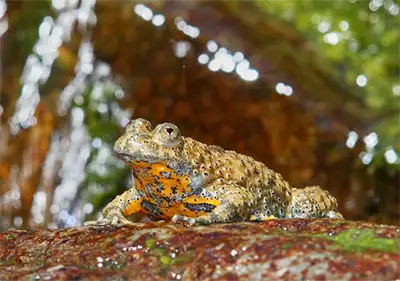 Жаба (жълтокоремна)