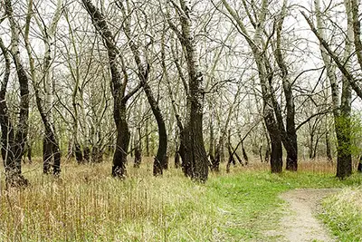 Бяла топола