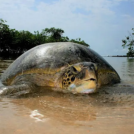 Морска костенурка