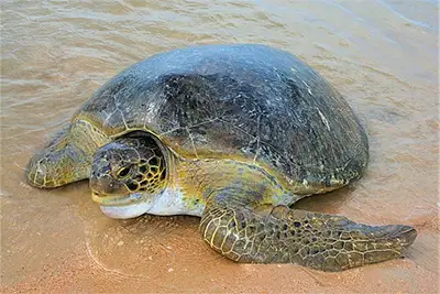 Морска костенурка