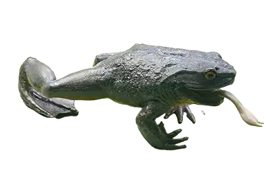 Жаба (гигантска)