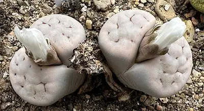 Литопс (розов)