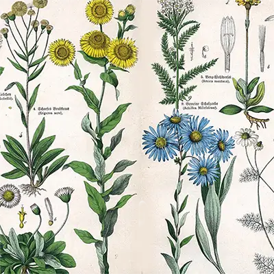 Блатна лайка