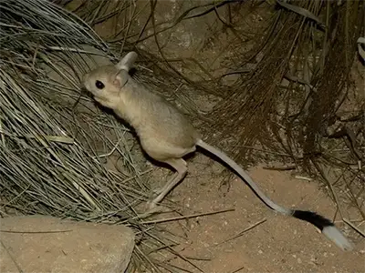 Мишка (скачаща)