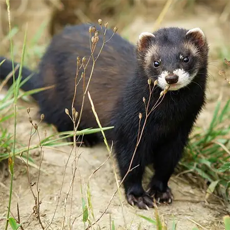 Пор (Mustela putorius)