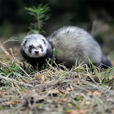 Пор (Mustela putorius)