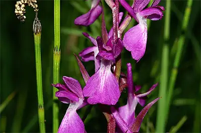 Водна орхидея