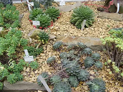 Пахифитум овален