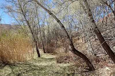 Бяла трепетлика