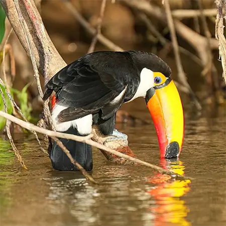 Тукан (Ramphastos toco)