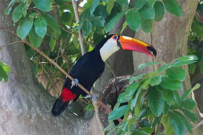 Тукан (Ramphastos toco)