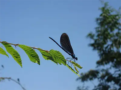 Синьо ромолниче от каньона на Русенски Лом