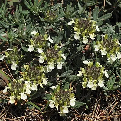 Балкански дъбравник