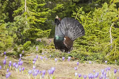 Токуващ мъжки глухар, Рила