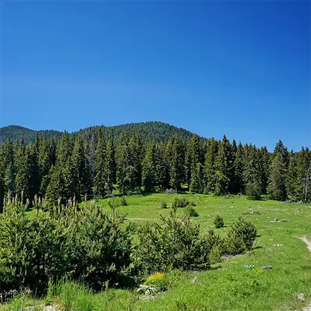 Чернатица
