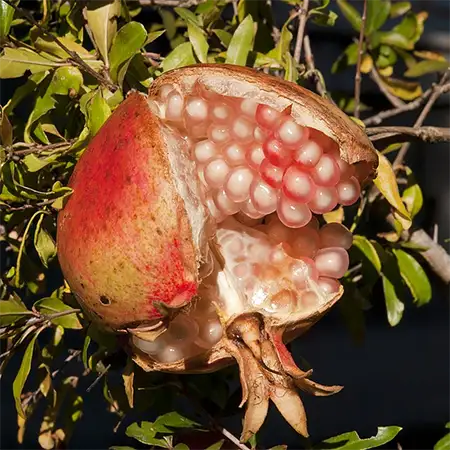 Нар