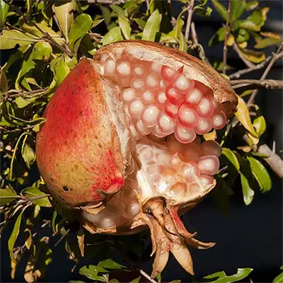 Нар