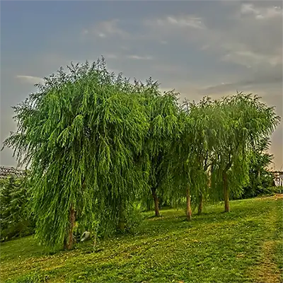 Плачеща върба