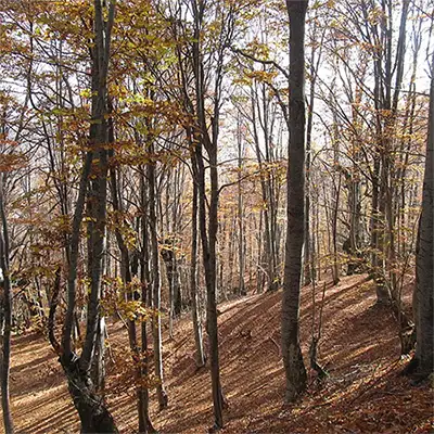 Резерват Конгура