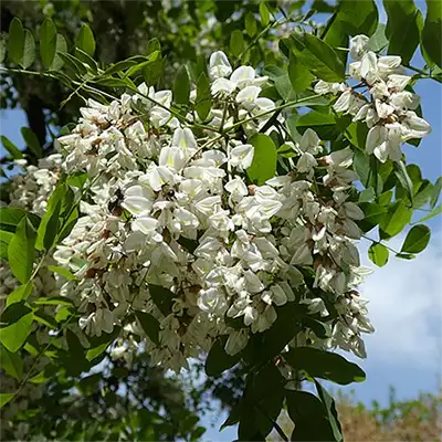 Бял салкъм