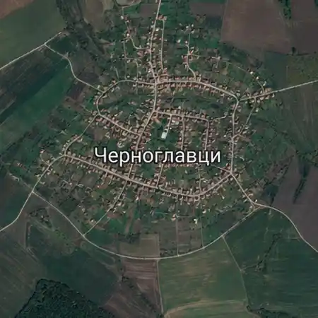 Черноглавци