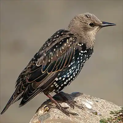 Скорец