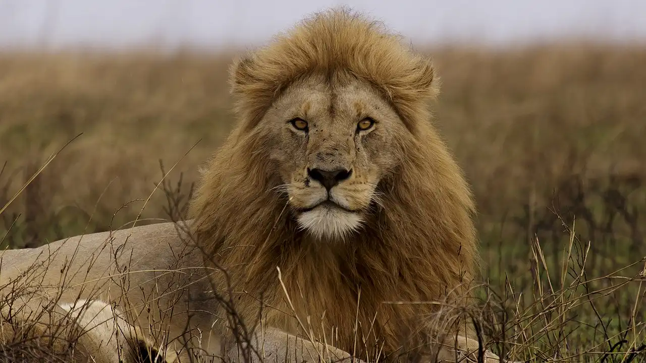 Лъв (Panthera leo) - възрастен мъжки в естествено местообитание